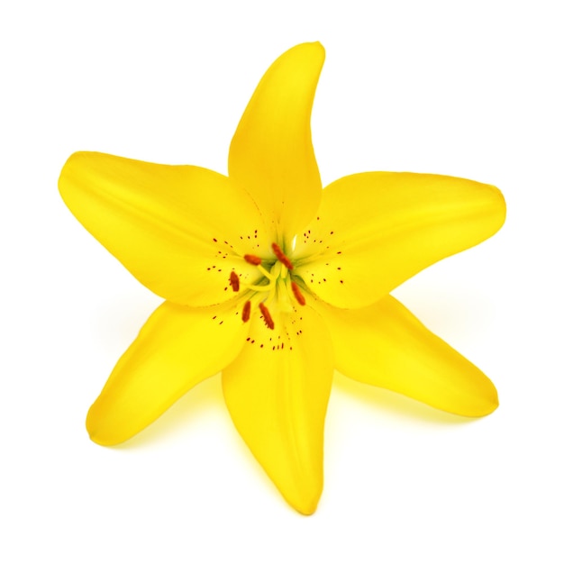 Bellissimo fiore di giglio giallo isolato su sfondo bianco