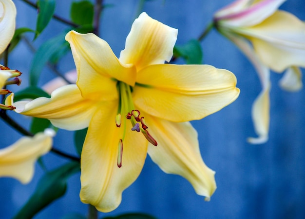 Bellissimo fiore di giglio giallo nel giardino Giglio giallo di bellezza di sfondo con boccioli