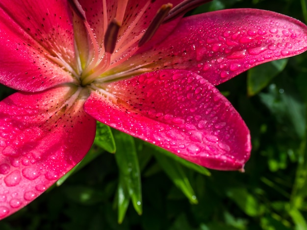 Bellissimo fiore di giglio su uno sfondo di foglie verdi. Lily longiflorum fiorisce in giardino. Giglio tigrato fiori tropicali