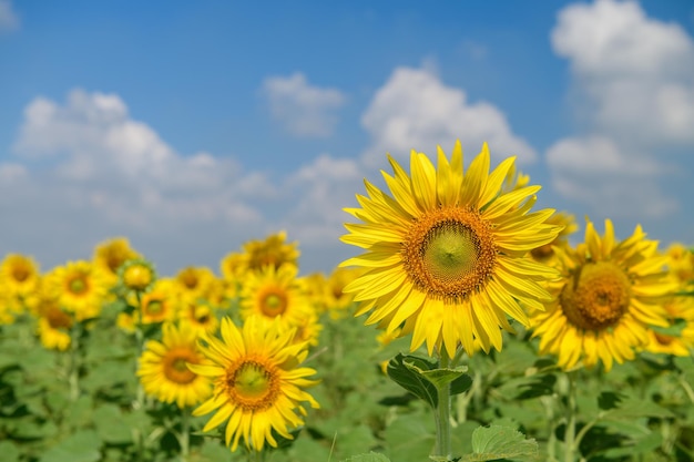 Bellissimo fiore di girasole che sboccia nel campo di girasoli nella stagione invernale, Lop Buri THAILANDIA