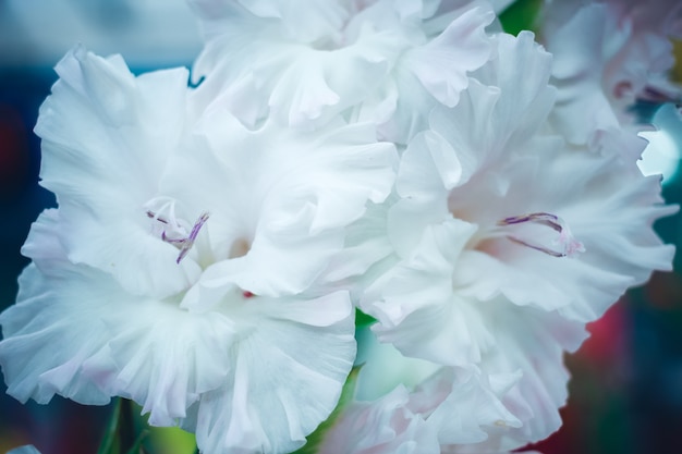 Bellissimo fiore di gladiolo in mostra floreale. Fondo floreale luminoso ravvicinato.