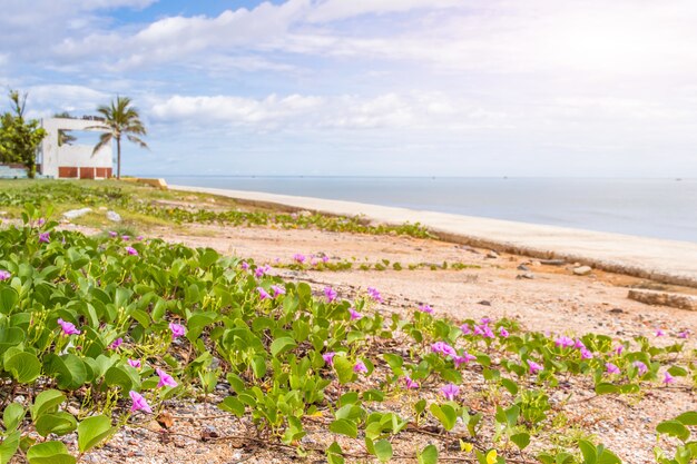 Bellissimo fiore di gloria di mattina sulla spiaggia, fiori colorati in riva al mare