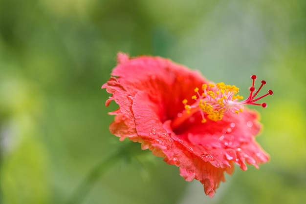 Bellissimo fiore di ibisco colorato romantico in natura, foglia di fiore e fiore di ibisco in giardino