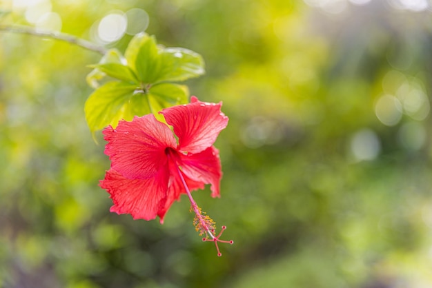 Bellissimo fiore di ibisco colorato romantico in natura, foglia di fiore e fiore di ibisco in giardino