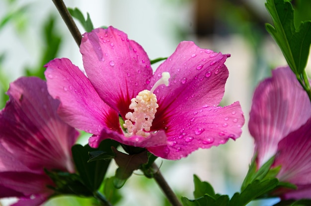 Bellissimo fiore di ibisco lilla in giardino in una giornata estiva dopo la pioggia.