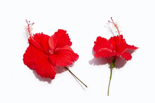 Bellissimo fiore di ibisco rosso in piena fioritura con foglie su sfondo giallo.