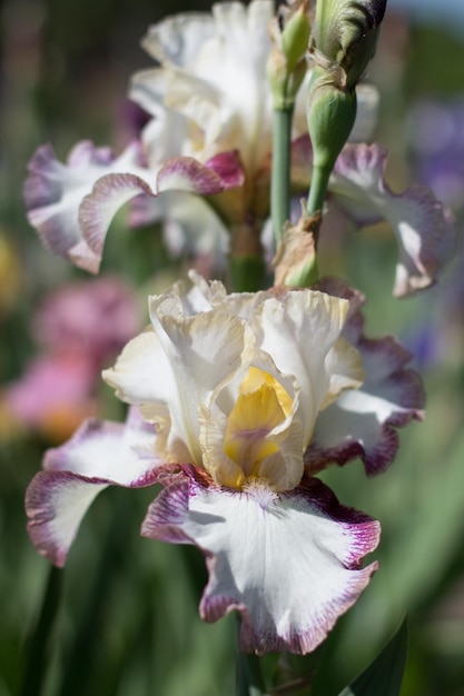 Bellissimo fiore di iris bianco che cresce nel giardino