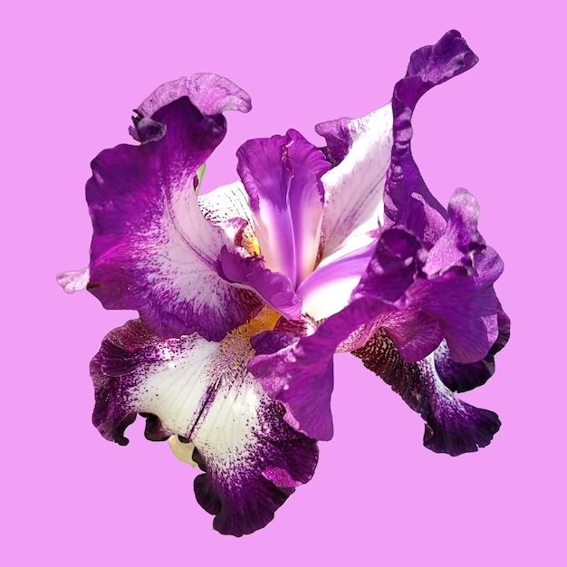 Bellissimo fiore di iris grazioso di colore whitepurple bello sfondo rosa Isolare Immagine quadrata Stami e pistilli