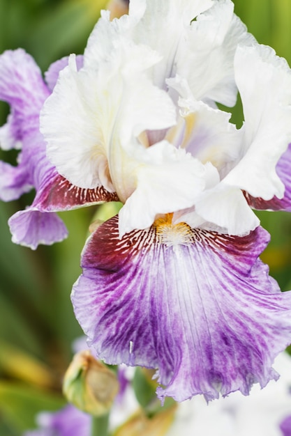 Bellissimo fiore di iris multicolore.