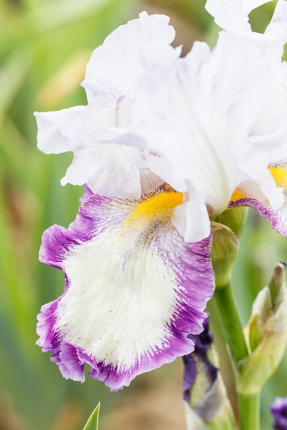 Bellissimo fiore di iris multicolore.