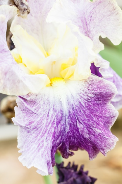 Bellissimo fiore di iris multicolore.