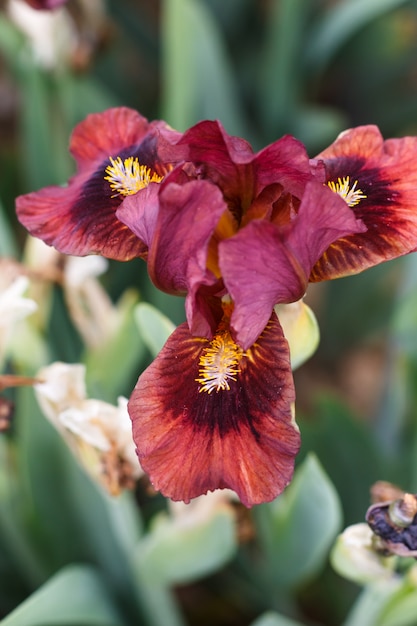 Bellissimo fiore di iris multicolore.