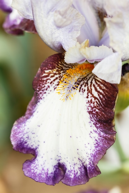 Bellissimo fiore di iris multicolore.