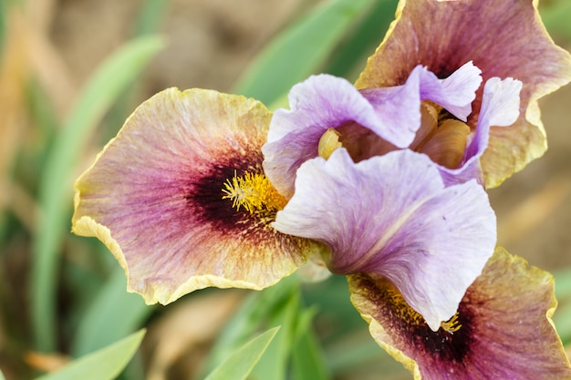 Bellissimo fiore di iris multicolore.