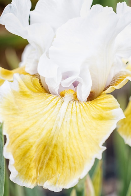 Bellissimo fiore di iris multicolore