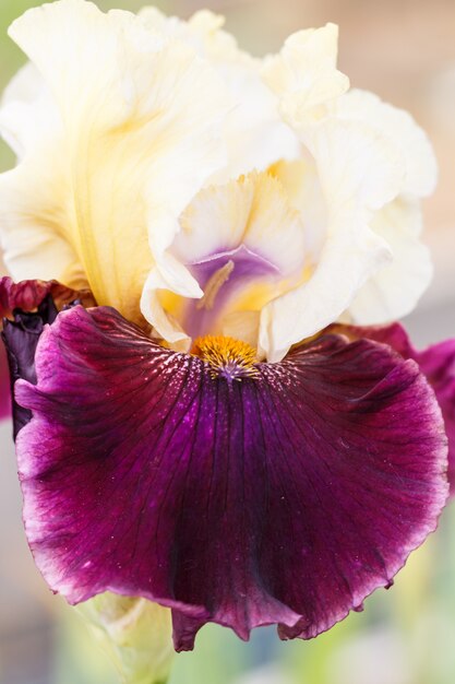 Bellissimo fiore di iris multicolore