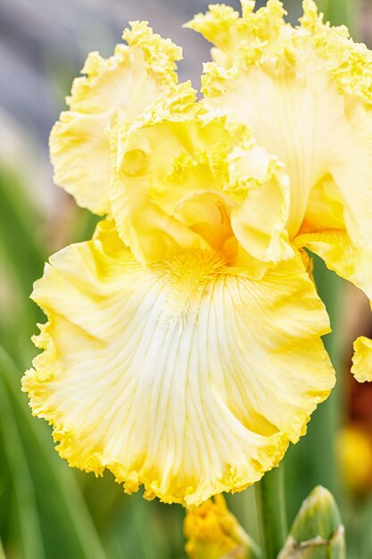 Bellissimo fiore di iris multicolore