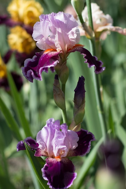 Bellissimo fiore di iris rosa che cresce nel giardino