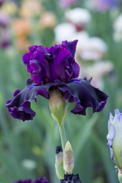 Bellissimo fiore di iris viola che cresce nel giardino