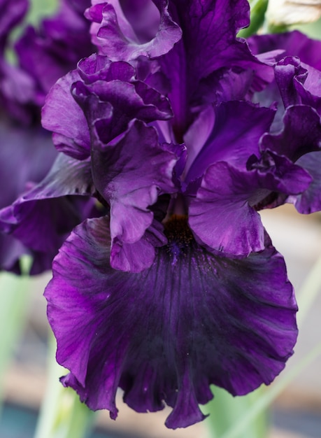 Bellissimo fiore di iris viola.