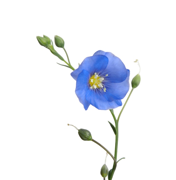 Bellissimo fiore di lino azzurro isolato su bianco