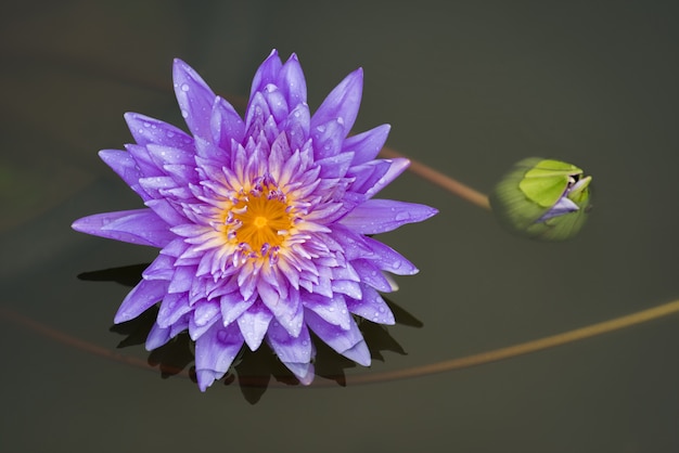 Bellissimo fiore di loto al mattino