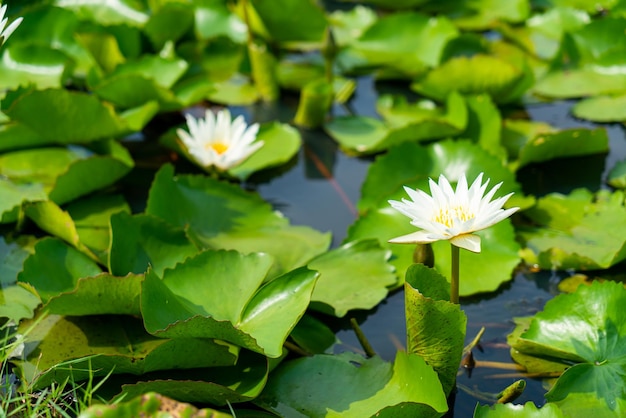 bellissimo fiore di loto bianco nello stagno di loto