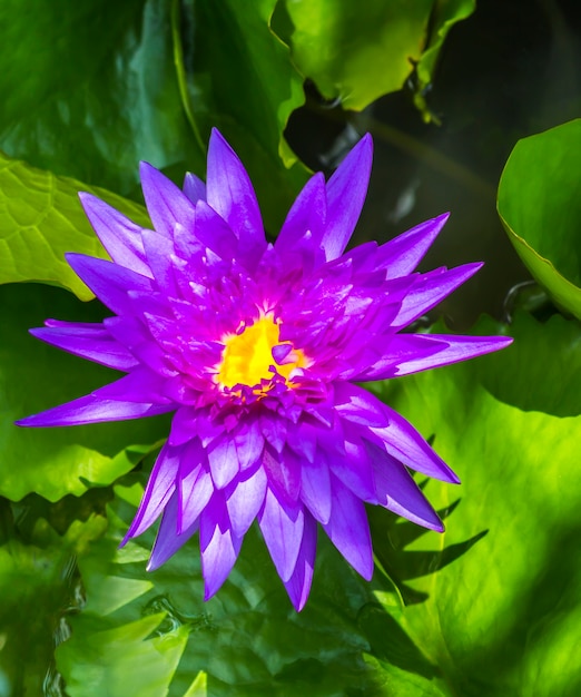 Bellissimo fiore di loto magenta