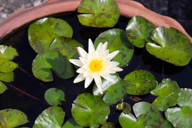 Bellissimo fiore di loto Nymphaea con foglie Vaso di ninfee