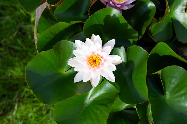 Bellissimo fiore di loto Nymphaea con foglie Vaso di ninfee