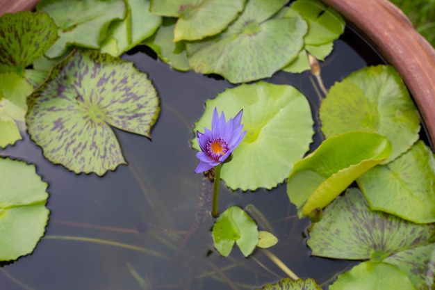 Bellissimo fiore di loto Nymphaea con foglie Vaso di ninfee