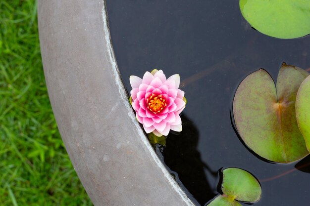 Bellissimo fiore di loto Nymphaea con foglie Vaso di ninfee