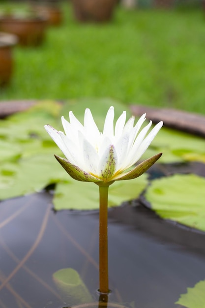 Bellissimo fiore di loto Nymphaea con foglie Vaso di ninfee