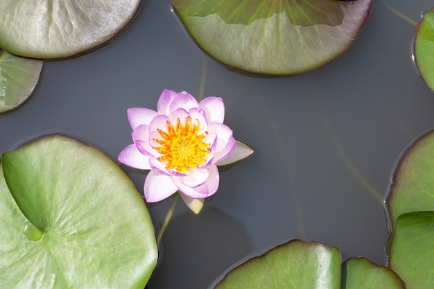 Bellissimo fiore di loto Nymphaea con foglie Vaso di ninfee