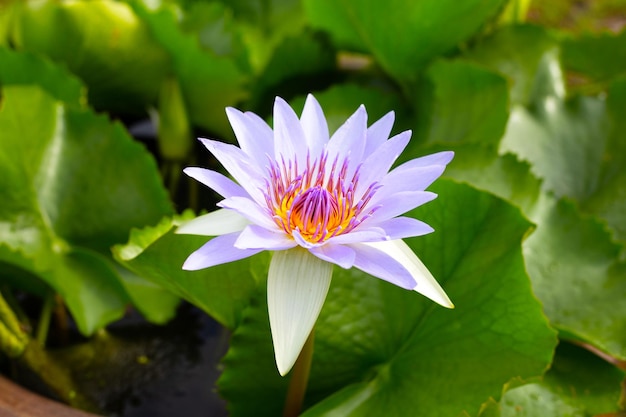 Bellissimo fiore di loto Nymphaea con foglie Vaso di ninfee