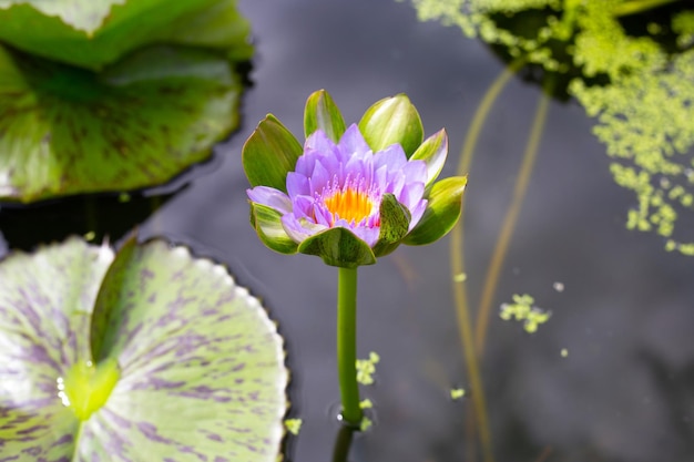 Bellissimo fiore di loto Nymphaea con foglie Vaso di ninfee