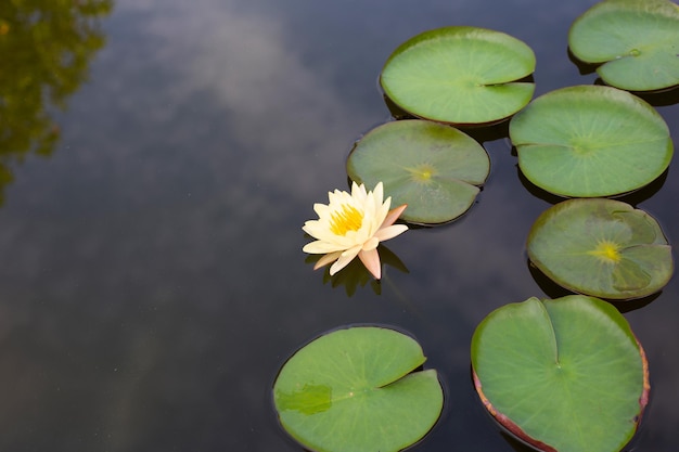 Bellissimo fiore di loto Nymphaea con foglie Vaso di ninfee