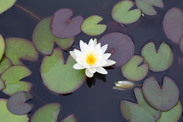 Bellissimo fiore di loto Nymphaea con foglie Vaso di ninfee