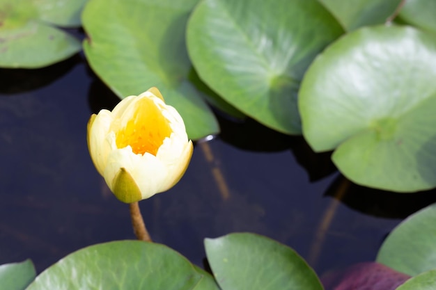 Bellissimo fiore di loto Nymphaea con foglie Vaso di ninfee