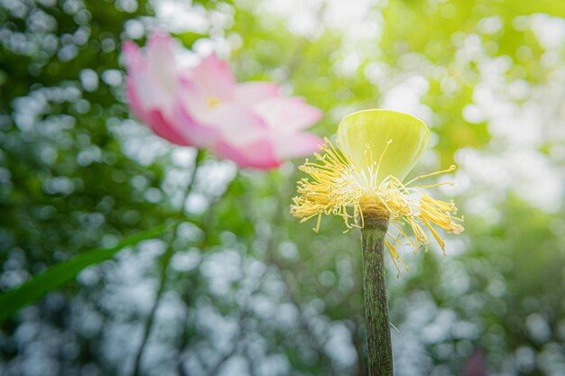 Bellissimo fiore di loto rosa con foglia verde