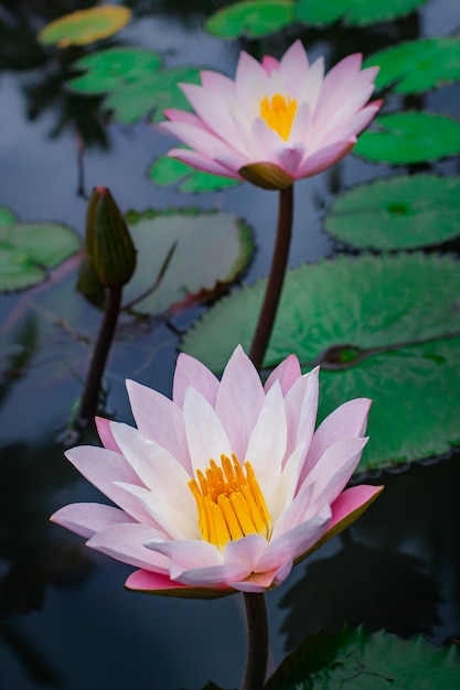 Bellissimo fiore di loto rosa con foglia verde.