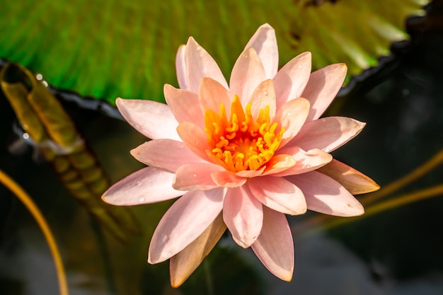 Bellissimo fiore di loto rosa con goccioline d'acqua sui petali che fioriscono nello stagno e foglie di loto verdi intorno