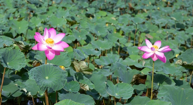 Bellissimo fiore di loto rosa in fiore con foglie Laghetto delle ninfee