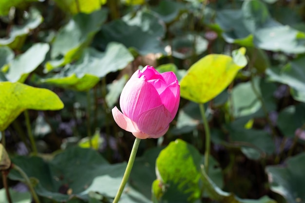 Bellissimo fiore di loto rosa in fiore con foglie Laghetto delle ninfee