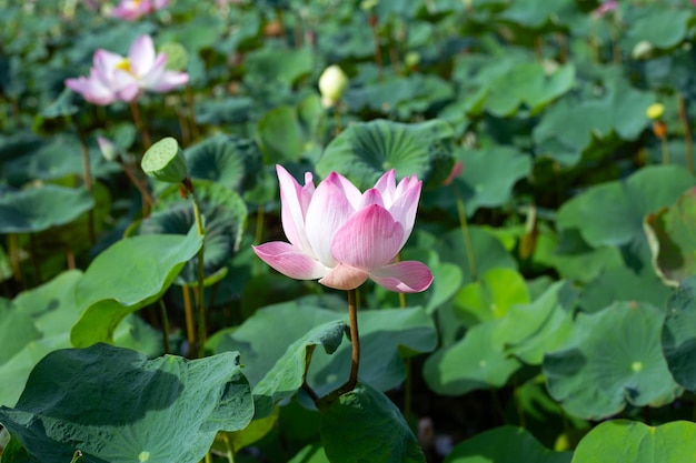 Bellissimo fiore di loto rosa in fiore con foglie laghetto di giglio d'acqua