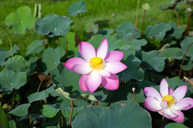 Bellissimo fiore di loto rosa in fiore con foglie Stagno di ninfee