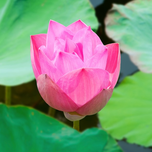 Bellissimo fiore di loto rosa.