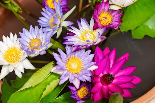 bellissimo fiore di loto sull'acqua dopo la pioggia in giardino