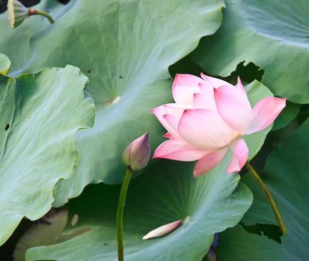 bellissimo fiore di loto