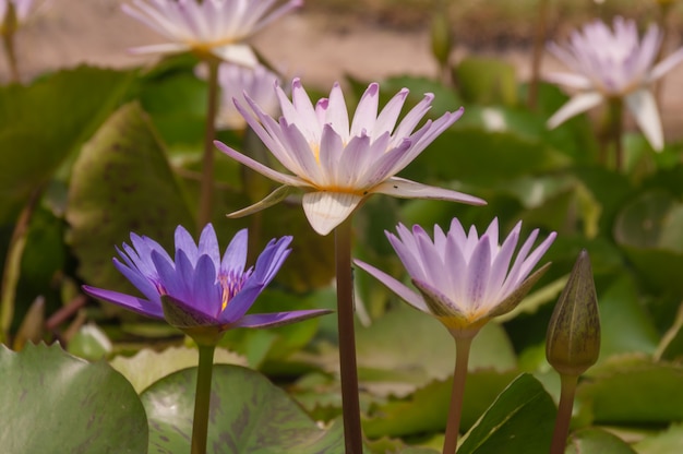 Bellissimo fiore di loto